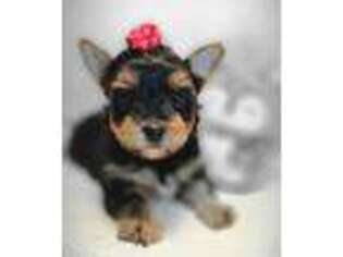Yorkshire Terrier Puppy for sale in Spring City, TN, USA