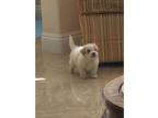 Maltese Puppy for sale in Mission Viejo, CA, USA