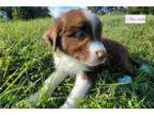 Border Collie Puppy for sale in Danville, VA, USA