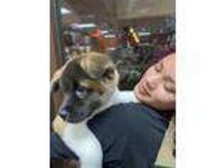 Akita Puppy for sale in Pembroke Pines, FL, USA