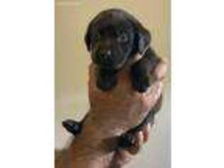 Labrador Retriever Puppy for sale in Winchester, VA, USA