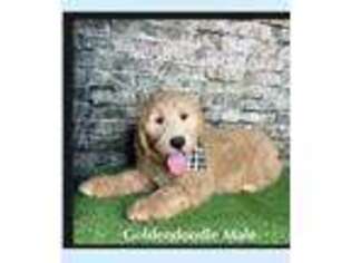 Goldendoodle Puppy for sale in Dillsburg, PA, USA