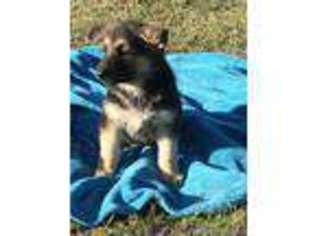 German Shepherd Dog Puppy for sale in Rosharon, TX, USA