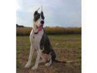 Great Dane Puppy for sale in Shade Gap, PA, USA