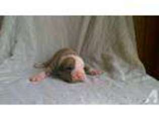 Mutt Puppy for sale in PETERSBURG, VA, USA