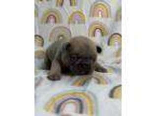French Bulldog Puppy for sale in King George, VA, USA