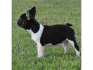 French Bulldog Puppy for sale in Madisonville, TX, USA