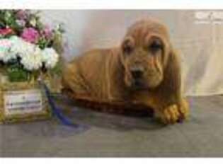Bloodhound Puppy for sale in Richmond, VA, USA