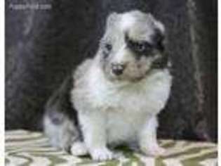 Shetland Sheepdog Puppy for sale in Hamilton, IL, USA