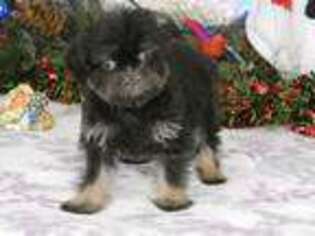 Brussels Griffon Puppy for sale in Rogers, AR, USA