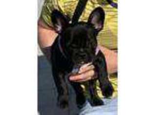 French Bulldog Puppy for sale in Malden, MA, USA