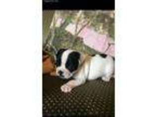 French Bulldog Puppy for sale in Adairsville, GA, USA
