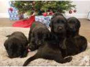 Labrador Retriever Puppy for sale in MILTON FREEWATER, OR, USA