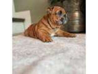 Bulldog Puppy for sale in Arnold, MO, USA