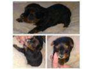 Yorkshire Terrier Puppy for sale in Norwood, NC, USA