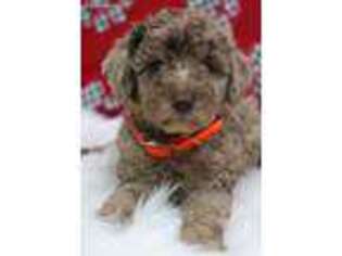 Goldendoodle Puppy for sale in Navarre, OH, USA