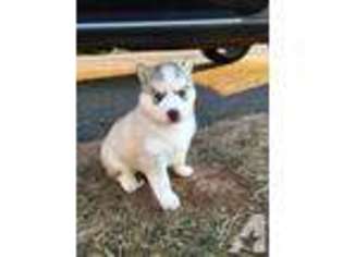 Siberian Husky Puppy for sale in MOUNT AIRY, NC, USA