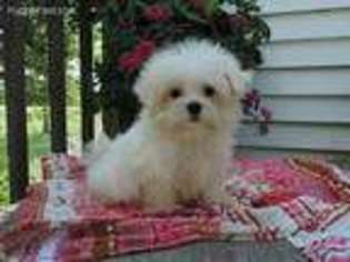 Maltese Puppy for sale in Eldorado, OH, USA