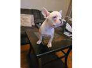 French Bulldog Puppy for sale in Ansonia, CT, USA