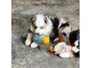 Miniature Australian Shepherd Puppy for sale in Calhoun, GA, USA