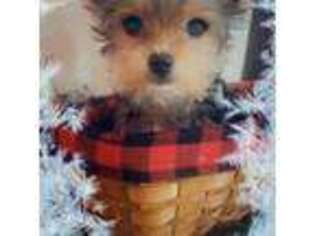 Yorkshire Terrier Puppy for sale in Waynesboro, TN, USA