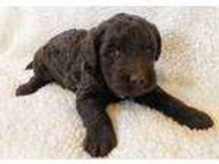 Labradoodle Puppy for sale in Lebanon, PA, USA
