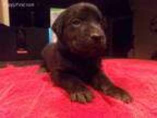 Labrador Retriever Puppy for sale in Kenly, NC, USA