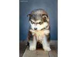 Alaskan Malamute Puppy for sale in New Haven, IN, USA