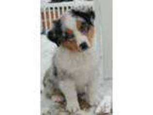 Australian Shepherd Puppy for sale in COTTAGE GROVE, MN, USA
