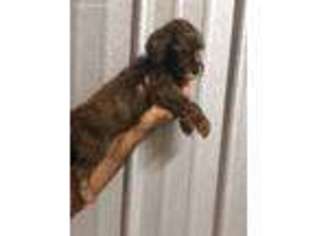 Labradoodle Puppy for sale in Dunnellon, FL, USA
