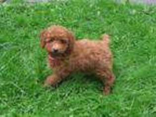 Mutt Puppy for sale in Auburn, NY, USA