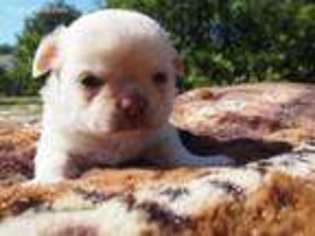 Chihuahua Puppy for sale in Eustis, FL, USA