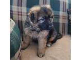 German Shepherd Dog Puppy for sale in Beatty, OR, USA