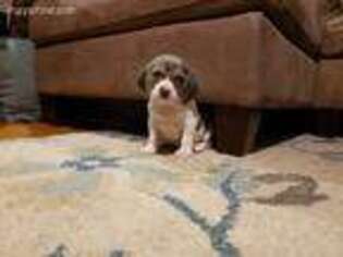 Beagle Puppy for sale in Binghamton, NY, USA