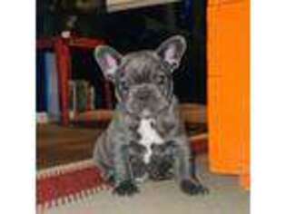 French Bulldog Puppy for sale in Marion, SC, USA