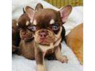 French Bulldog Puppy for sale in Kenosha, WI, USA