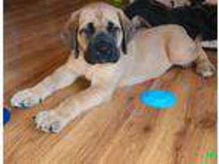 Mastiff Puppy for sale in Mentor, OH, USA