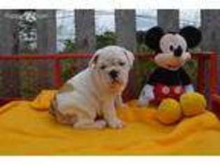 Bulldog Puppy for sale in Niangua, MO, USA