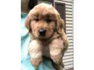 Golden Retriever Puppy for sale in Bovey, MN, USA