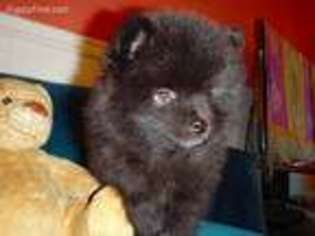 Alaskan Klee Kai Puppy for sale in Fletcher, NC, USA