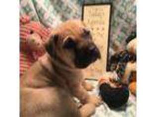 Bullmastiff Puppy for sale in Amity, MO, USA