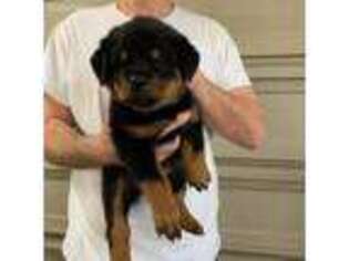 Rottweiler Puppy for sale in Crestwood, KY, USA
