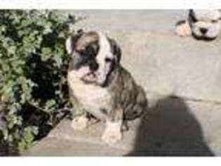 Bulldog Puppy for sale in Platte City, MO, USA