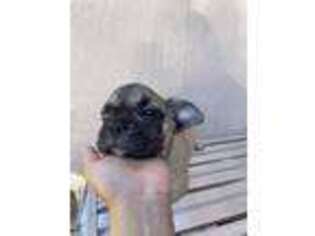 French Bulldog Puppy for sale in Winton, CA, USA