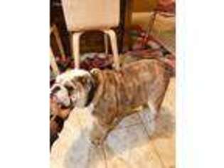Bulldog Puppy for sale in Plainfield, NJ, USA