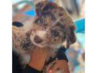 Australian Shepherd Puppy for sale in Fresno, CA, USA