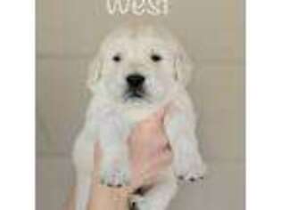 Mutt Puppy for sale in Wake Forest, NC, USA