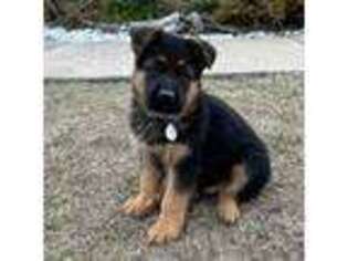 German Shepherd Dog Puppy for sale in Kyle, TX, USA
