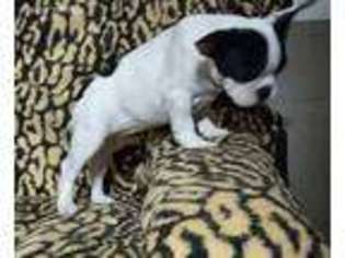 French Bulldog Puppy for sale in Avondale Estates, GA, USA