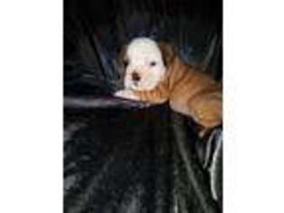 Bulldog Puppy for sale in Beattie, KS, USA